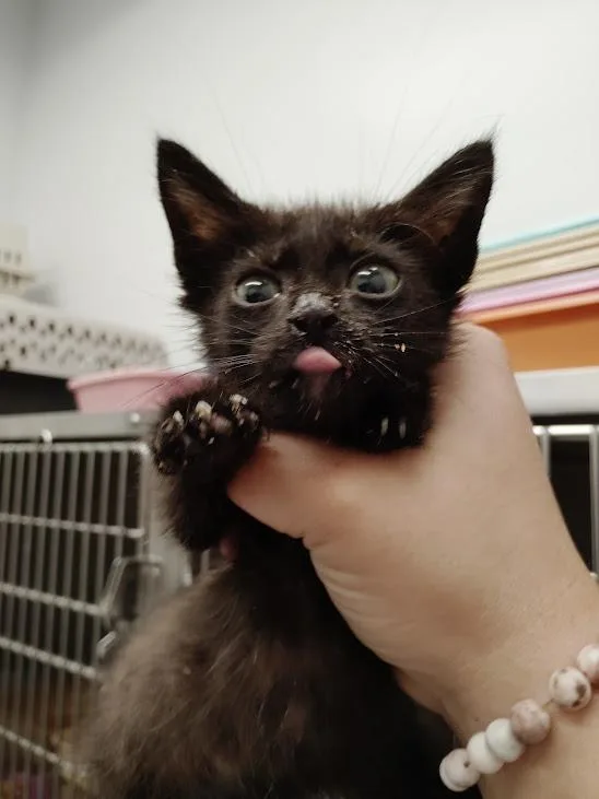 A baby medium-sized female Domestic Short Hair cat named Lake for adoption in Republic, MO