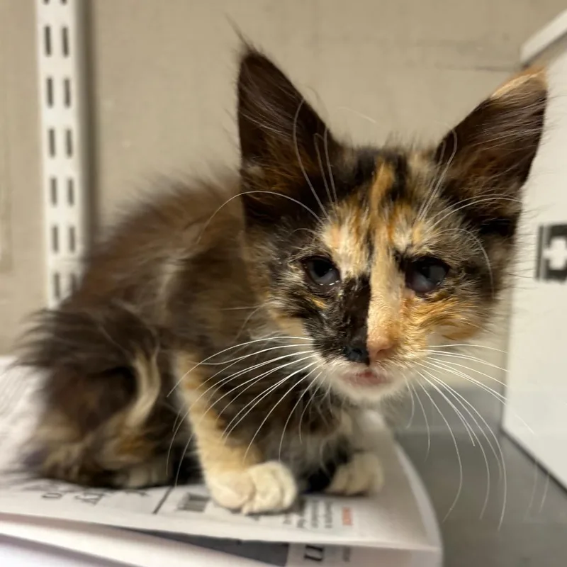 A baby small-sized female Torbie Domestic Medium Hair cat named Pond for adoption in Branford, CT