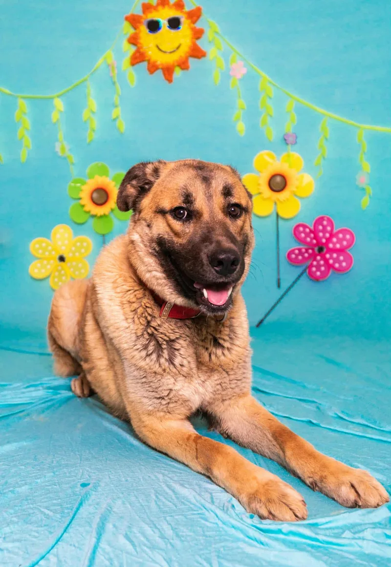 A young large-sized male Yellow / Tan / Blond / Fawn Shepherd dog named Titus for adoption in Manhasset, NY