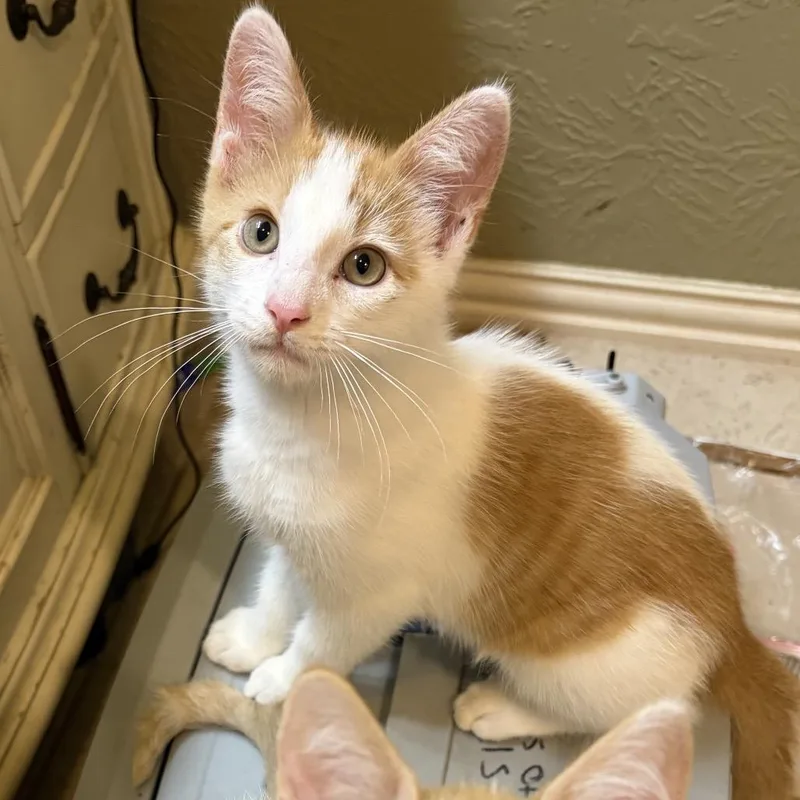 A baby small-sized female Orange / Red Domestic Short Hair cat named Karma for adoption in Port Neches, TX