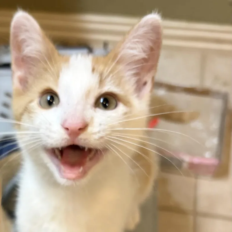 Karma thumbnail 3