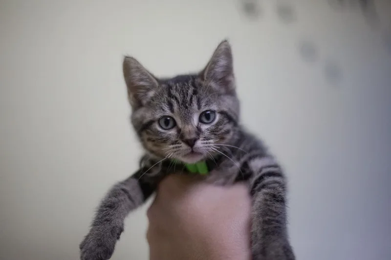 A baby small-sized male Domestic Short Hair cat named Hamm for adoption in Mountain Home, AR