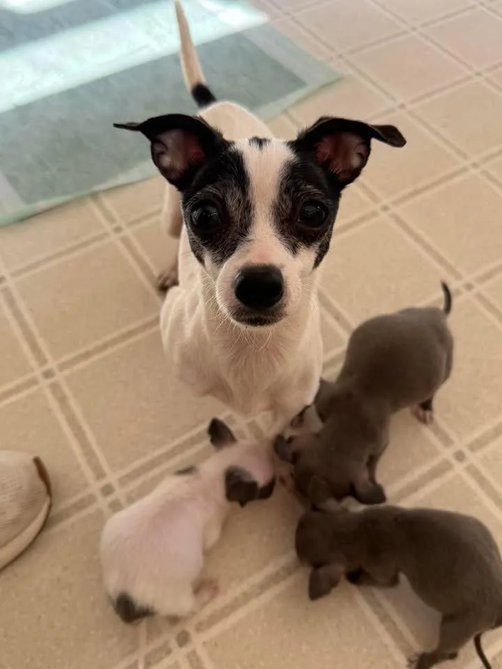 An adult small-sized female Chihuahua dog named Honey for adoption in Succasunna, NJ