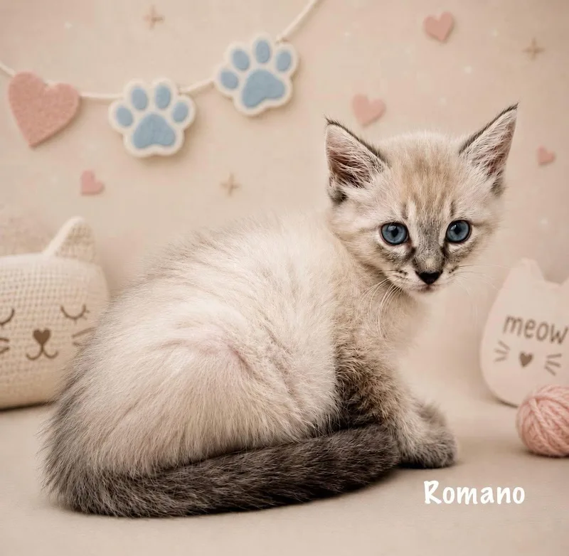 Romano