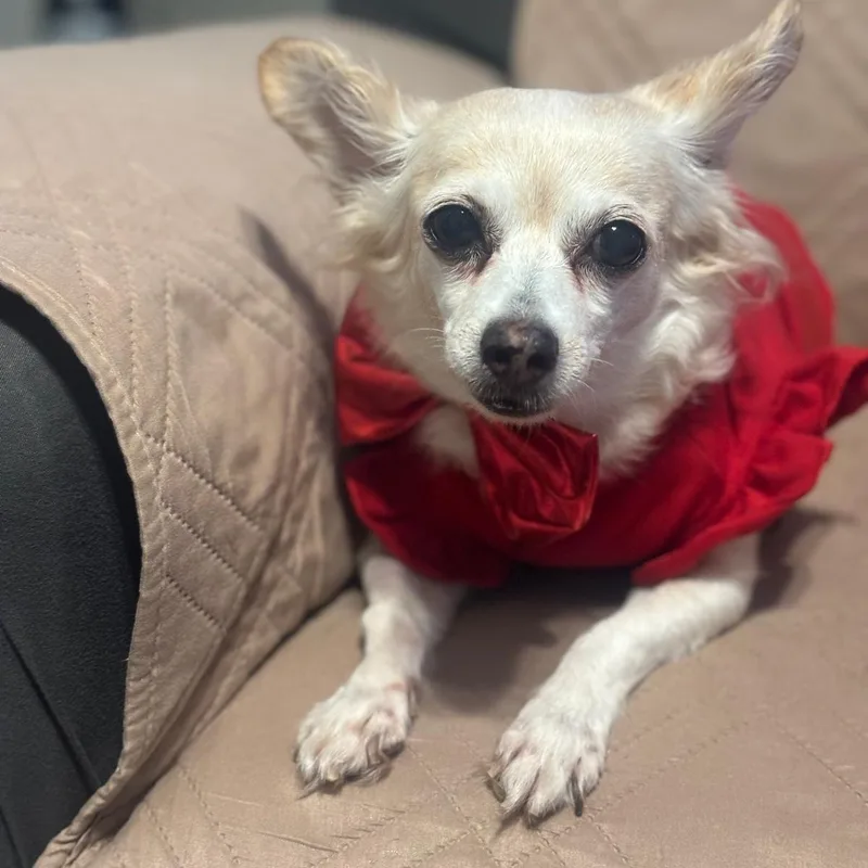 An adult small-sized female White / Cream Chihuahua dog named Carmencita for adoption in New York, NY