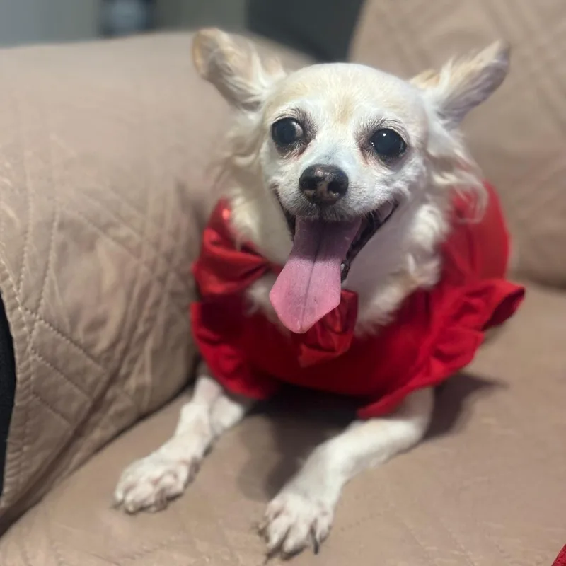 Carmencita thumbnail 3