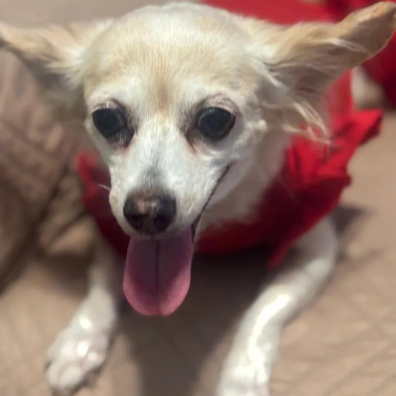 Carmencita thumbnail 5