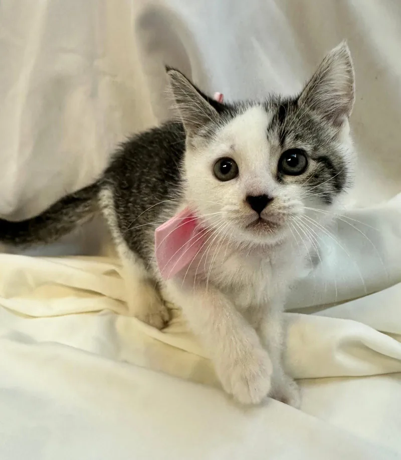 A baby medium-sized female Domestic Short Hair cat named Fivara for adoption in Margate, FL