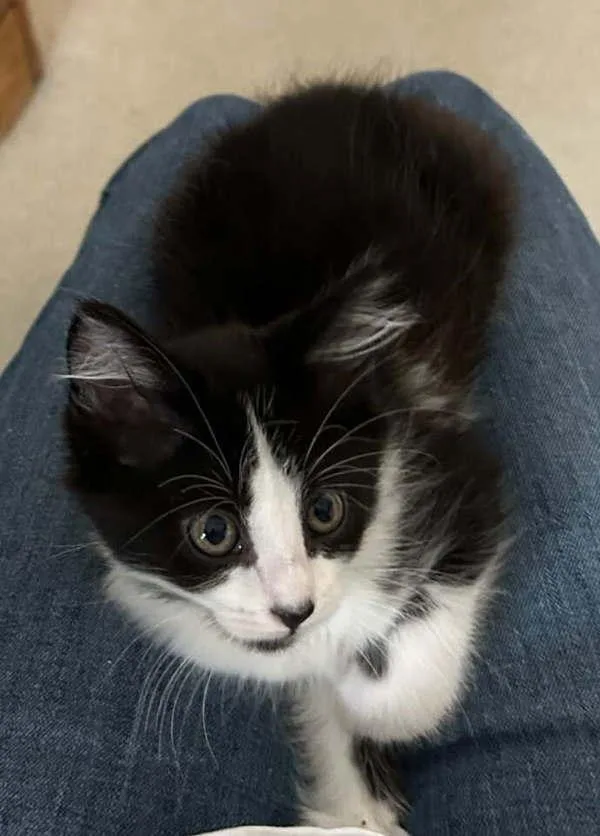 Oreo
