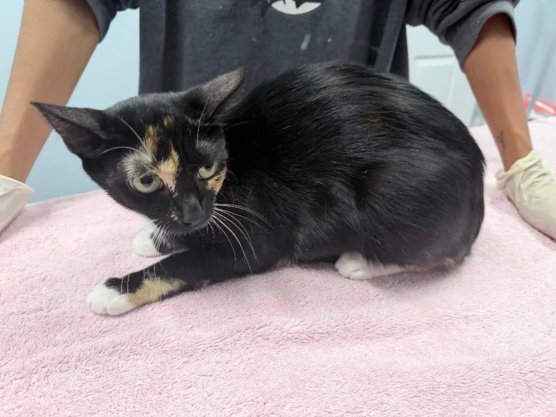 A baby medium-sized female Domestic Short Hair cat named Momma Appleseed for adoption in Raleigh, NC