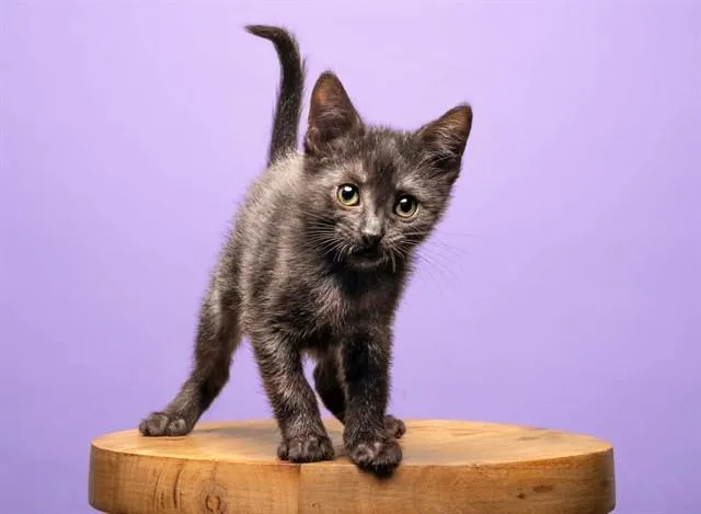 A baby small-sized female Domestic Short Hair cat named Petal for adoption in Saint Louis, MO