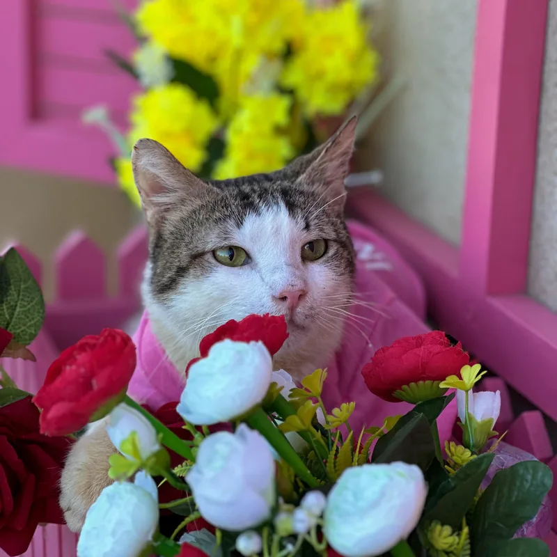 An adult medium-sized male Domestic Short Hair cat named Bob for adoption in New York, NY