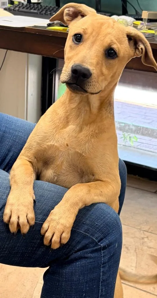 A baby medium-sized female Mixed Breed dog named Brit for adoption in Batesville, AR