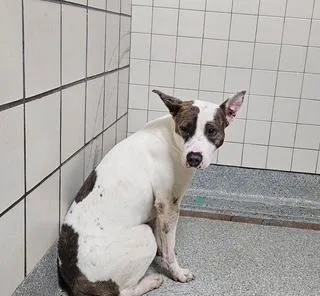 An adult large-sized female Pit Bull Terrier dog named Rachel for adoption in Pasadena, TX