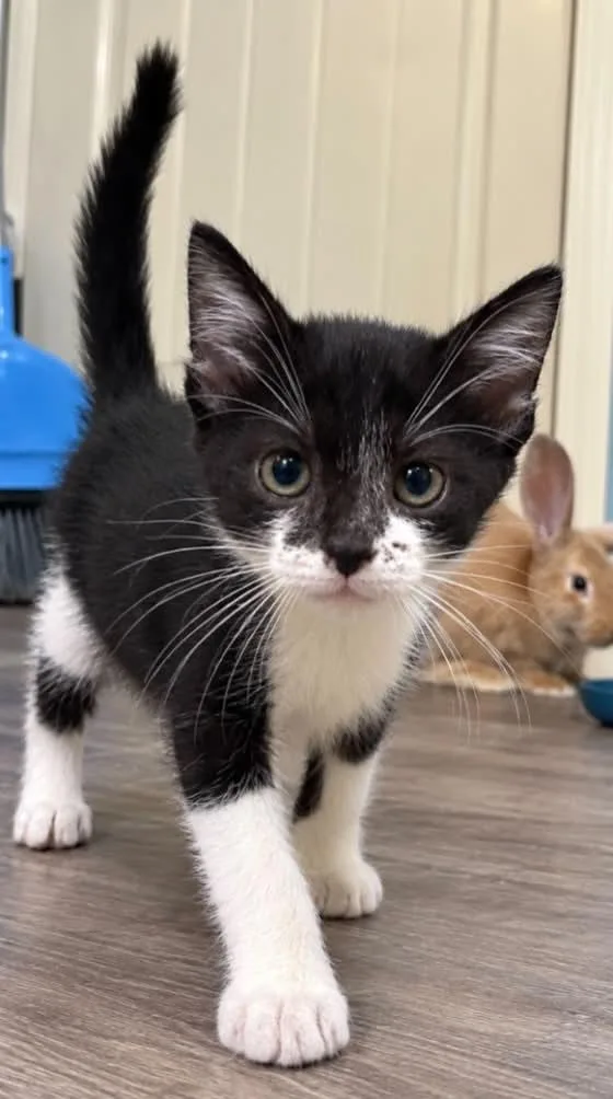 A baby small-sized male Tuxedo cat named Felix C Grace for adoption in Saunderstown, RI