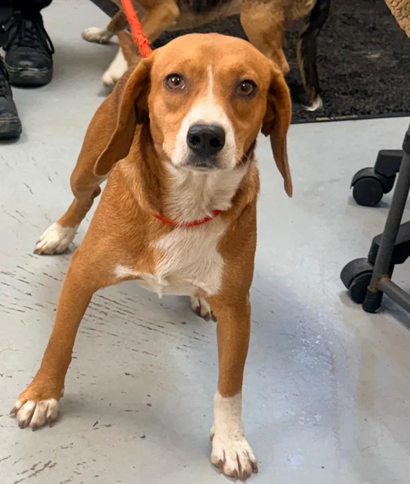 An adult medium-sized male Beagle dog named Finn for adoption in North Vernon, IN