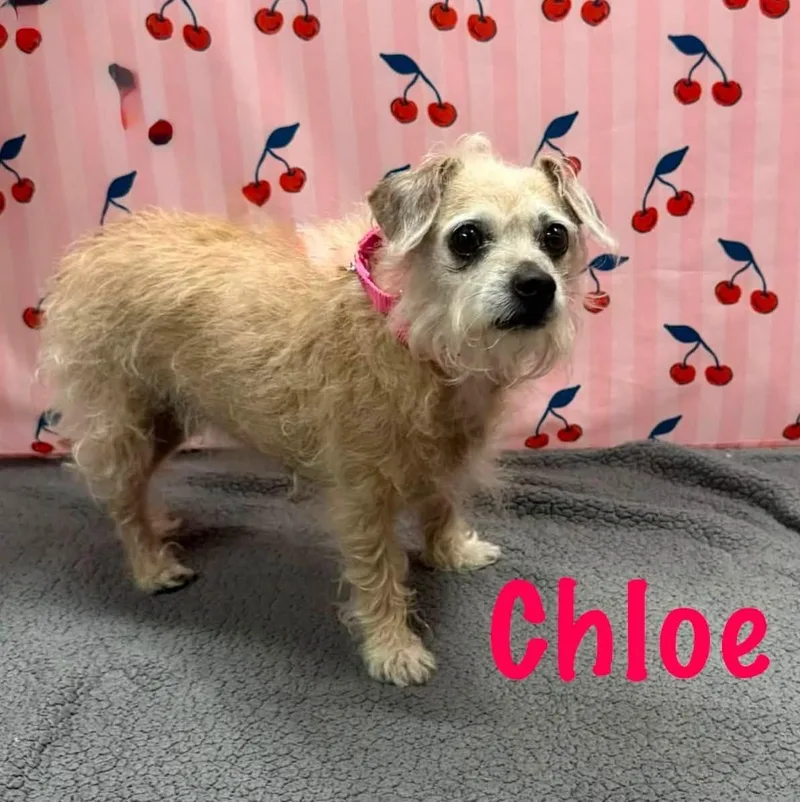 An adult small-sized female Apricot / Beige Jack Russell Terrier dog named Chloe for adoption in Albany, NY