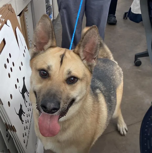 A young large-sized male Mixed Breed dog named Strider for adoption in Dallas, TX