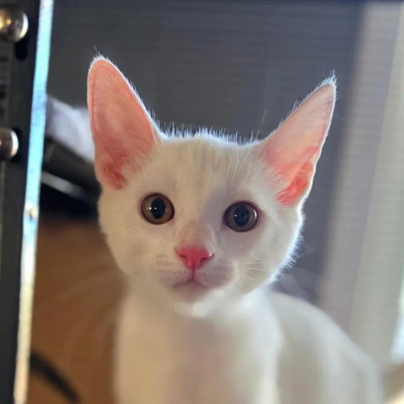 A baby small-sized male White Domestic Short Hair cat named Pippin for adoption in Muncie, IN