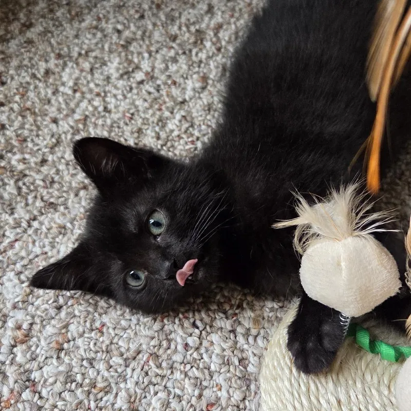 A baby small-sized female Black Domestic Short Hair cat named Tahlia for adoption in Baltimore, MD