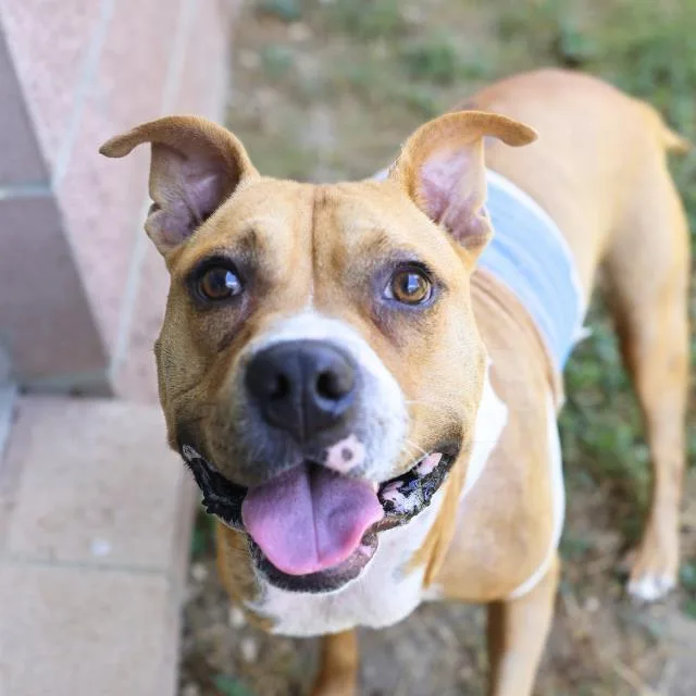 An adult medium-sized male American Staffordshire Terrier dog named Zeus for adoption in San Antonio, TX