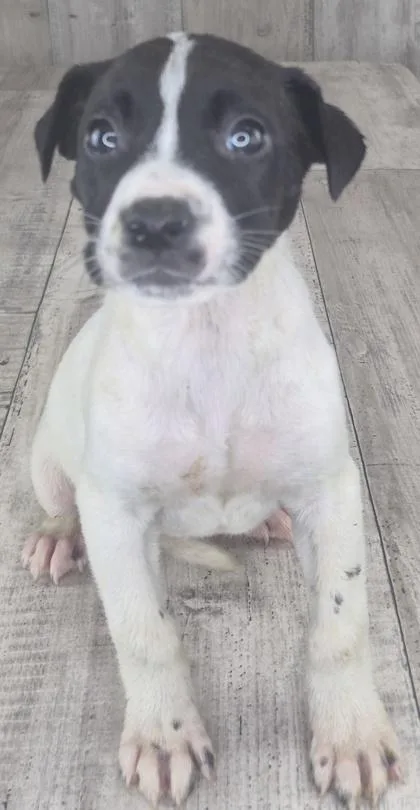 An adult small-sized female Mixed Breed dog named Grits for adoption in Shreveport, LA