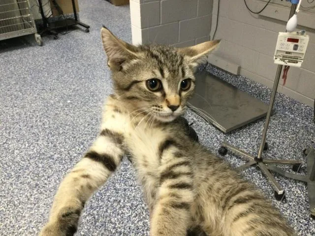 Cayenne