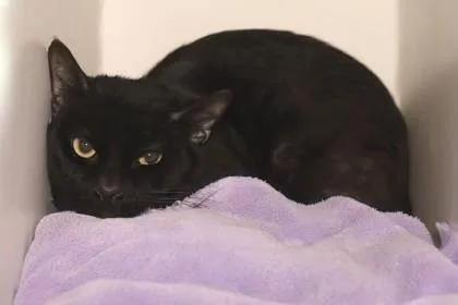 An adult small-sized male Domestic Short Hair cat named Mack for adoption in West Chester, PA
