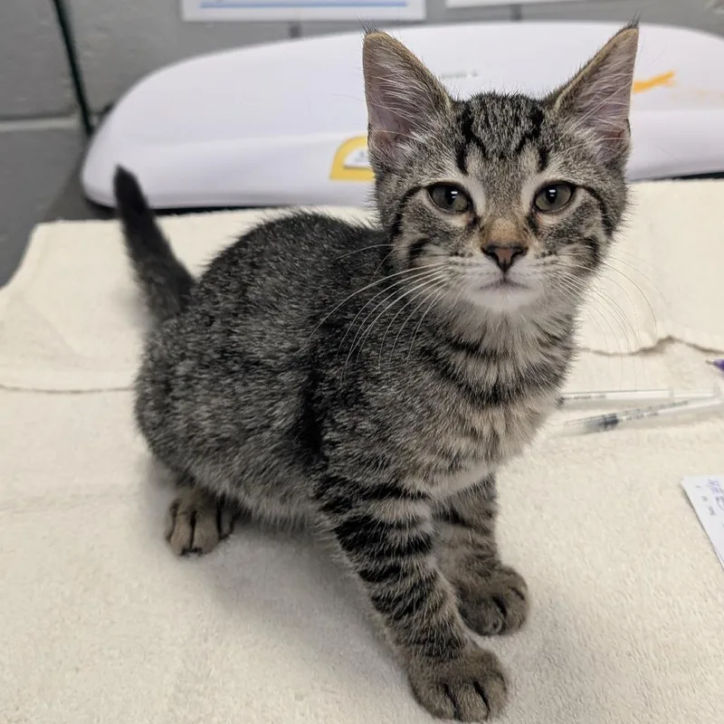 A baby small-sized female Gray / Blue / Silver Domestic Short Hair cat named S'mores for adoption in West Olive, MI