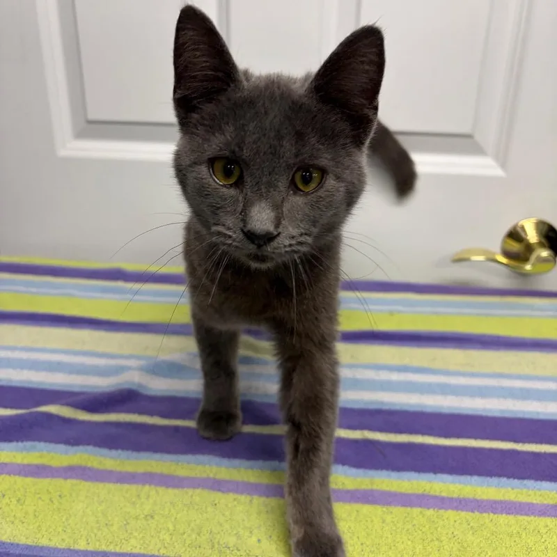 A baby small-sized female Gray / Blue / Silver Domestic Short Hair cat named Sage for adoption in Granville, OH
