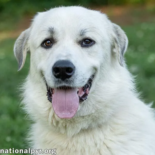 A young large-sized male White / Cream Great Pyrenees dog named Roo Roo in CT for adoption in Beacon, NY