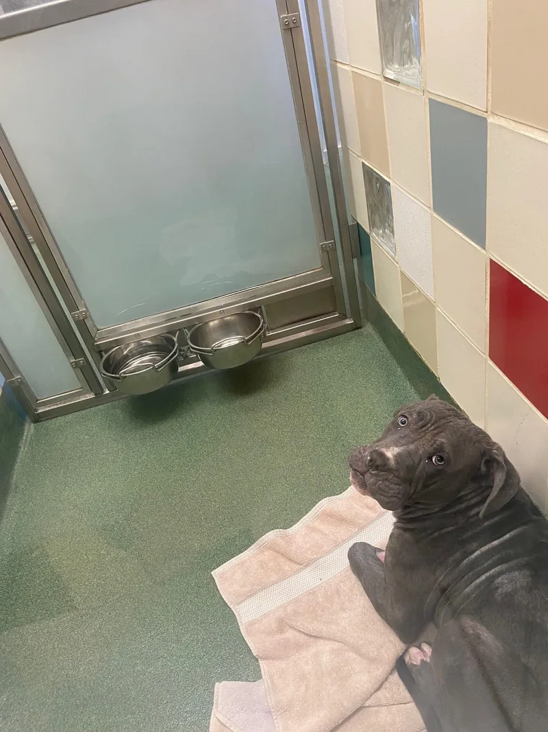 An adult medium-sized male Pit Bull Terrier dog named Bruce A for adoption in Plano, TX