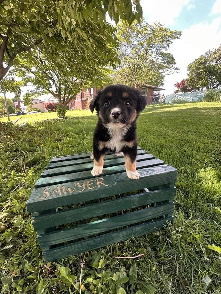 Sawyer
