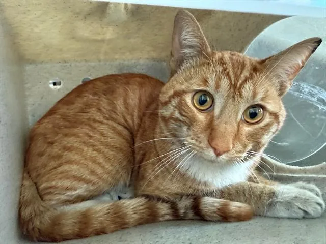 A young large-sized male Domestic Short Hair cat named Vlado for adoption in Lancaster, CA
