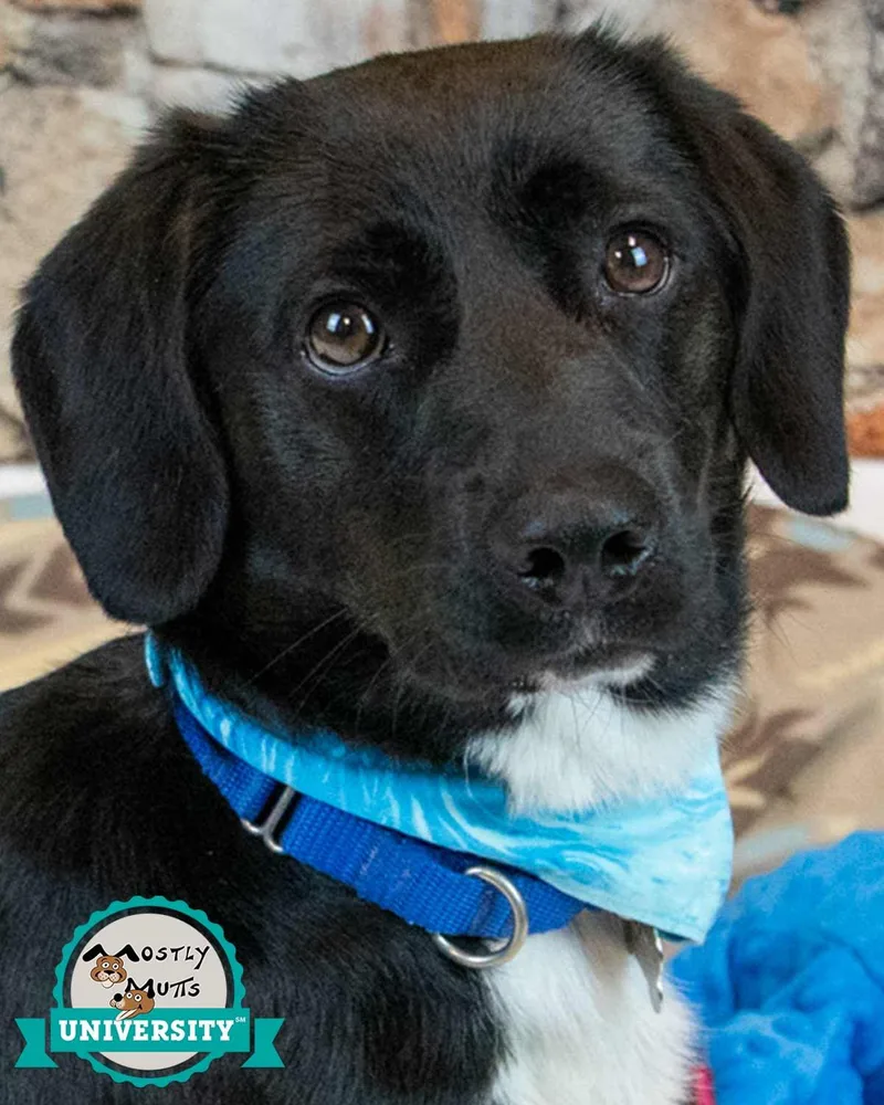 An adult medium-sized male Labrador Retriever dog named Connor for adoption in Kennesaw, GA
