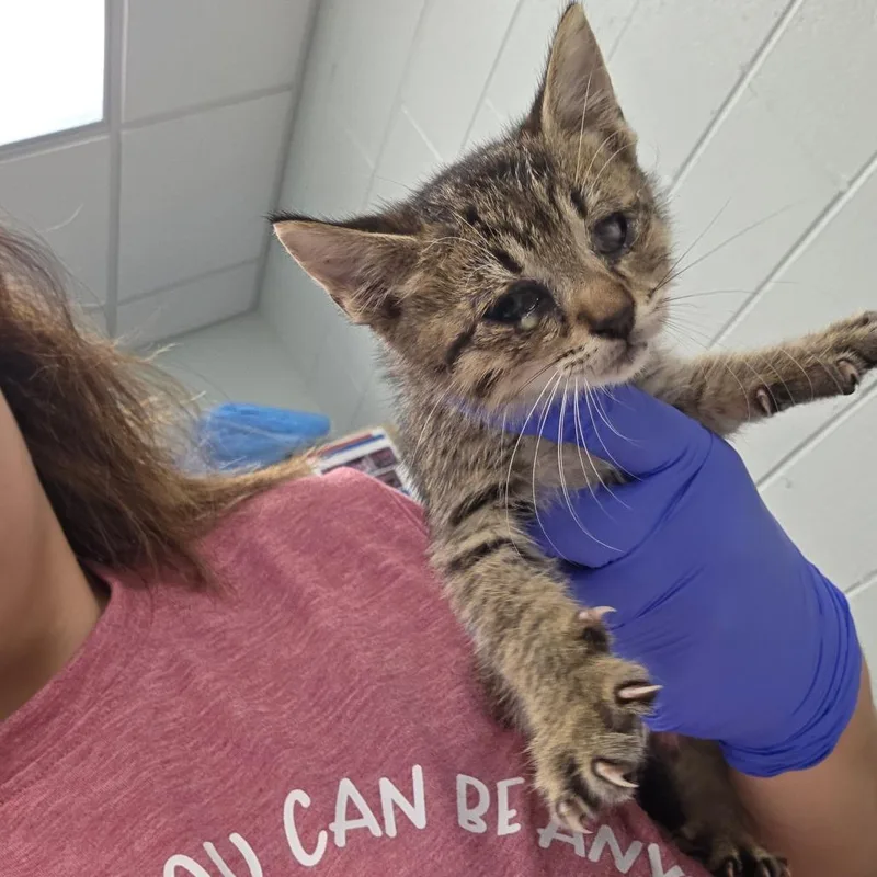 A baby small-sized female Brown / Chocolate Domestic Short Hair cat named Johnson for adoption in Chattanooga, TN