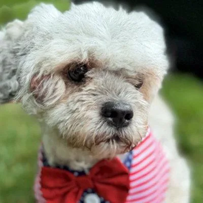 An adult small-sized male Shih Tzu dog named Luke for adoption in Arlington, VA