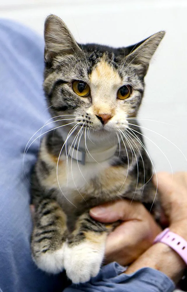 A young small-sized female Tabby (Gray / Blue / Silver) Domestic Short Hair cat named Carrie for adoption in Kansas City, KS