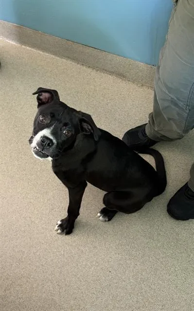 A young small-sized female Boxer dog named Luella for adoption in Newton, NC