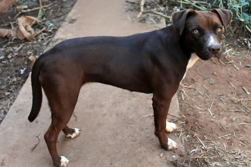 A young medium-sized female Brown / Chocolate Chocolate Labrador Retriever dog named Nova for adoption in Guthrie, OK