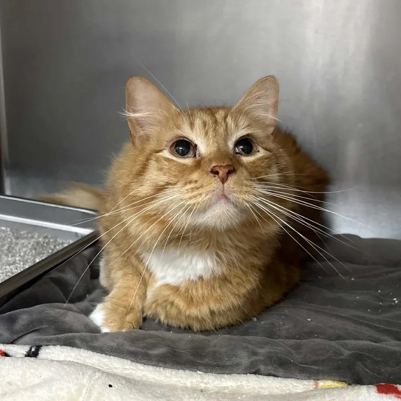 A senior large-sized male Orange / Red Domestic Long Hair cat named Leo for adoption in Beaumont, TX