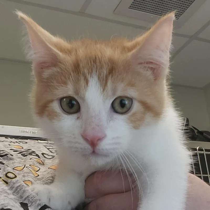 A baby small-sized male Orange / Red Domestic Short Hair cat named Scooter for adoption in Columbia Station, OH