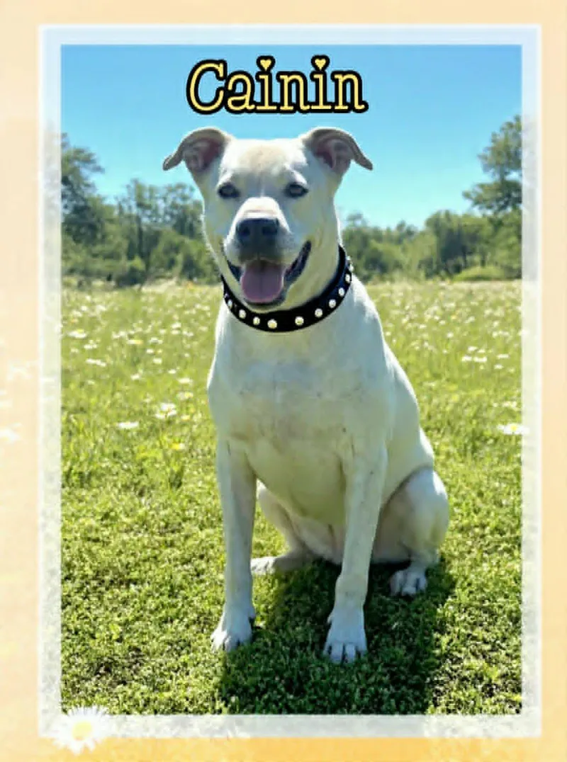 An adult large-sized male White / Cream Dogo Argentino dog named Cainin for adoption in Grove, OK