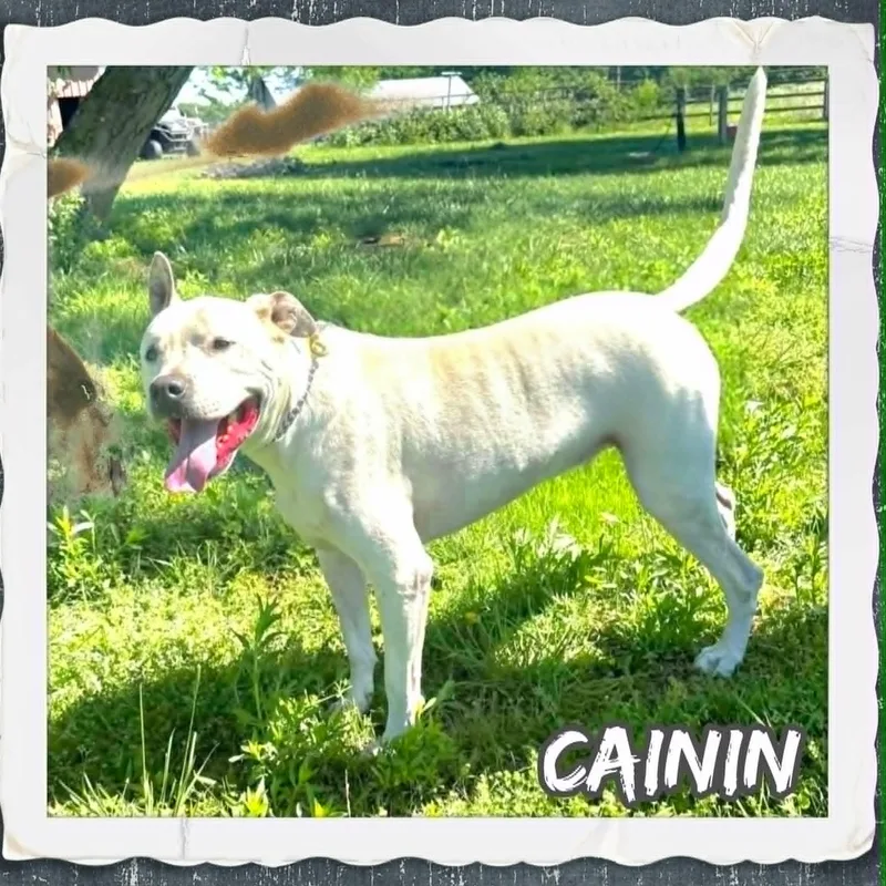 Cainin thumbnail 2