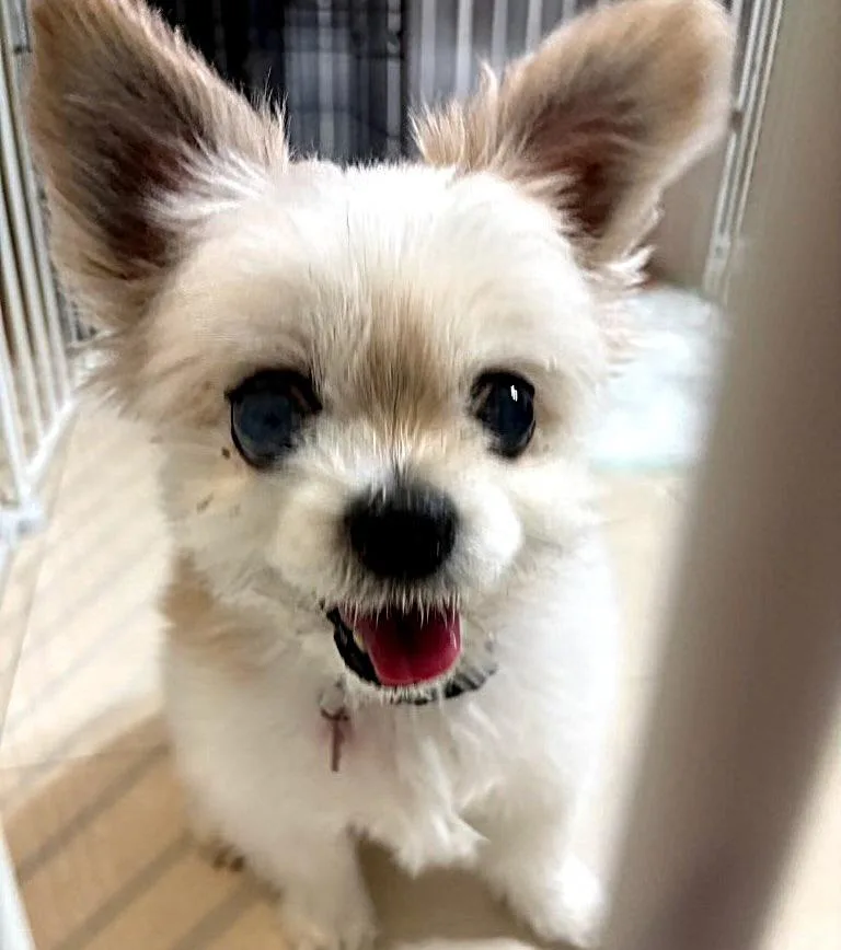 A senior medium-sized female Pomeranian dog named Misha for adoption in Palm City, FL