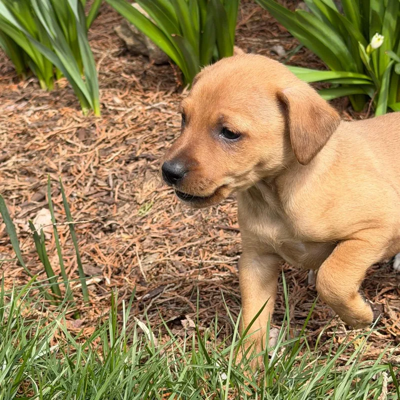 A baby small-sized male Yellow / Tan / Blond / Fawn Schnauzer dog named Loyola Chicago for adoption in Alexandria, VA