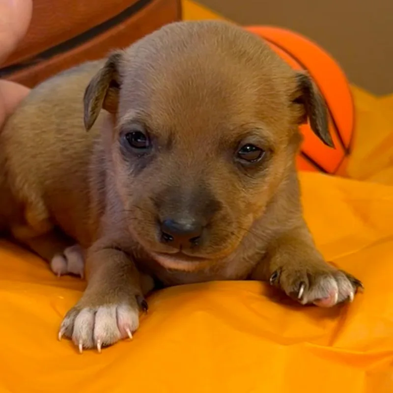 Loyola Chicago thumbnail 4