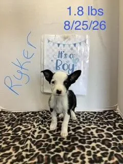 A baby small-sized male Rat Terrier dog named Ryker for adoption in Welling, OK