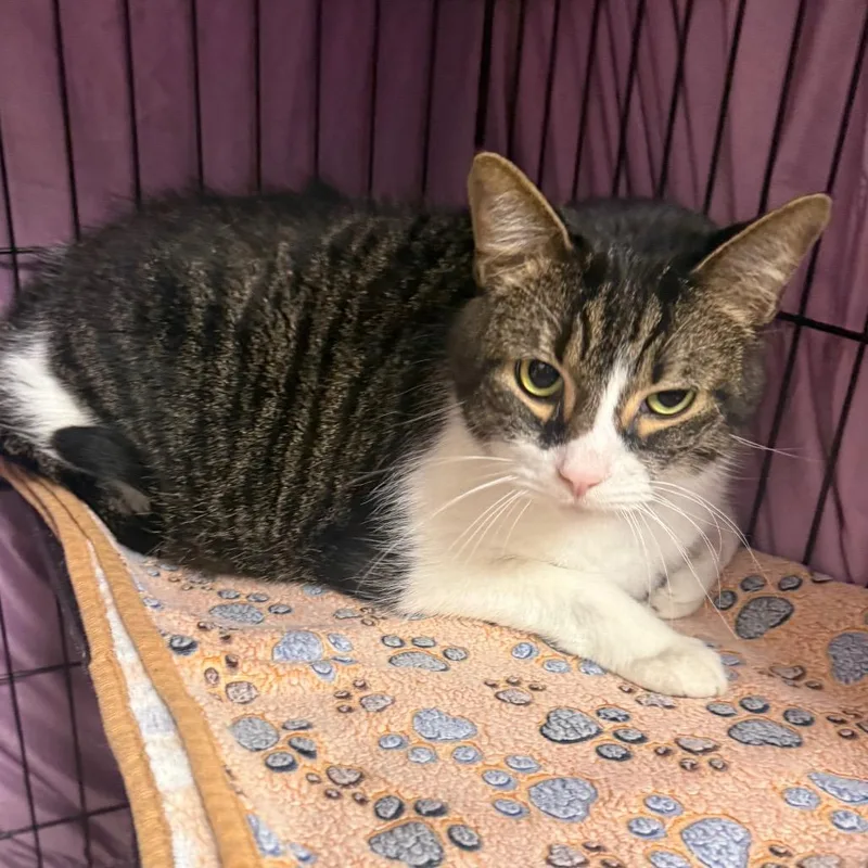 A baby small-sized male Domestic Short Hair cat named Howie for adoption in Normal, IL