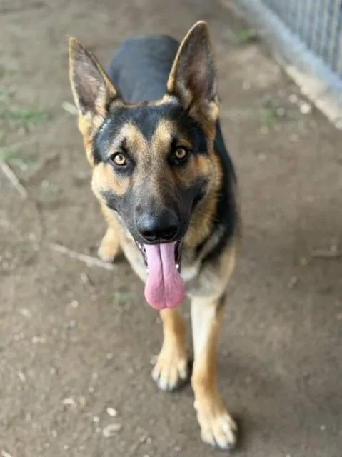 An adult large-sized male German Shepherd Dog dog named Beto for adoption in Riverside, CA
